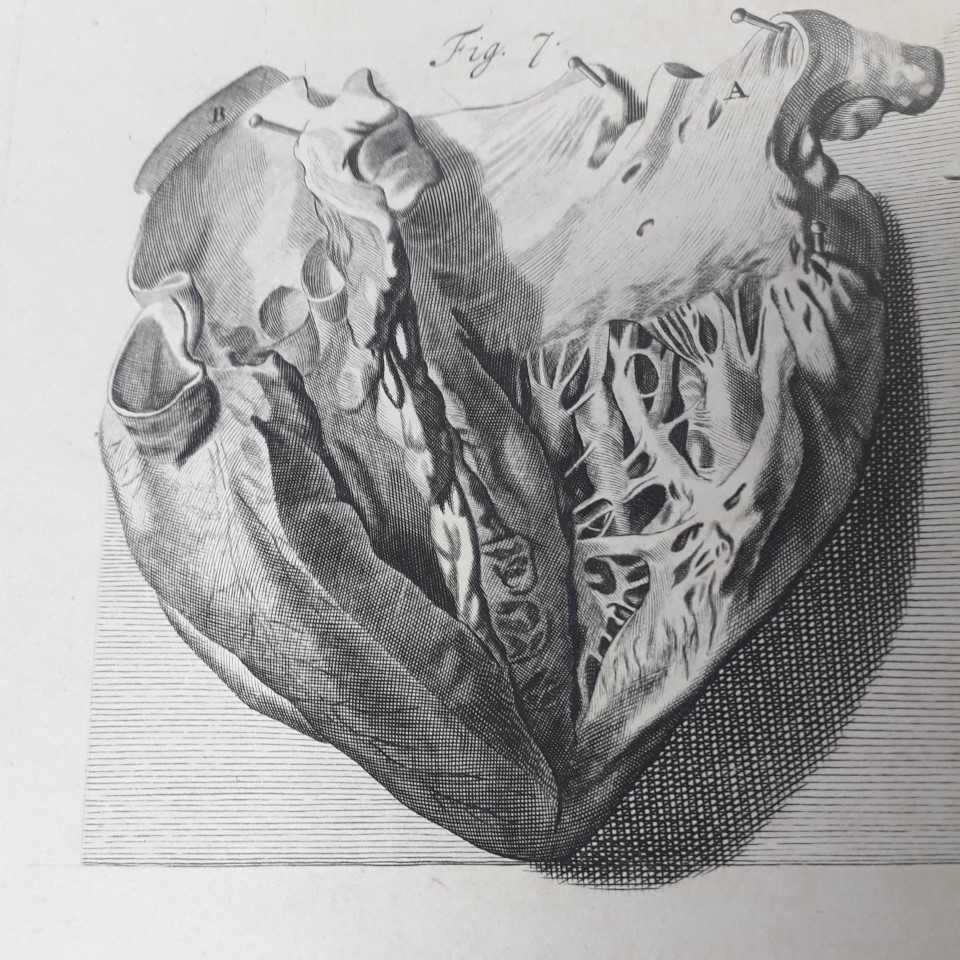 Featured image of Heart 3