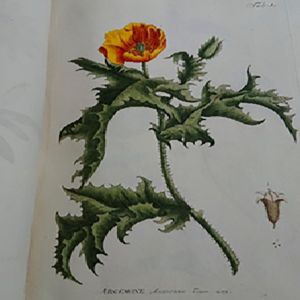 Featured image of Papaveraceae Argemone Mexicana