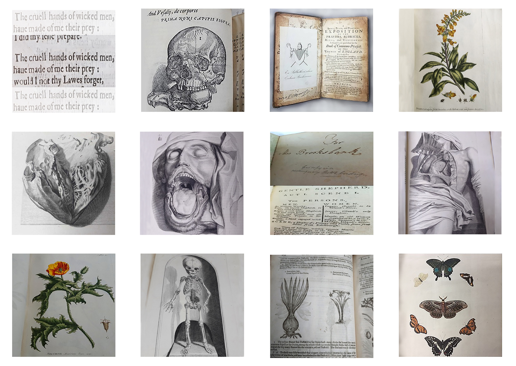 Featured image of A Cabinet of Curiosities: Reimagining Rare Books