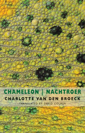 Featured image of Chameleon | Nachtroer